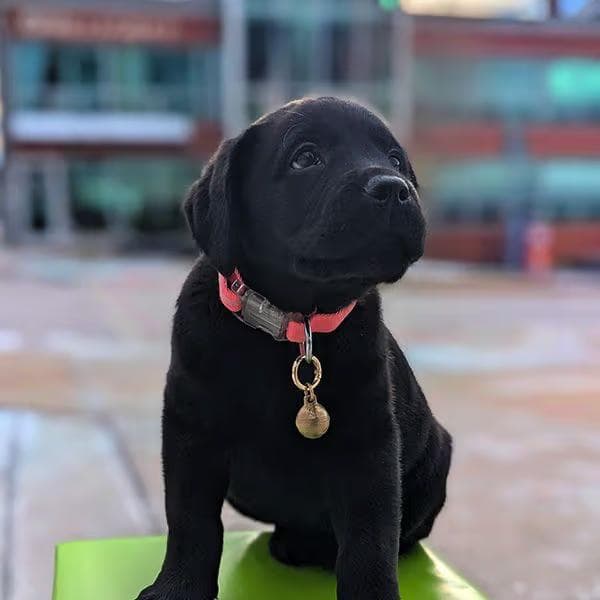 New Junior Pawject Manager